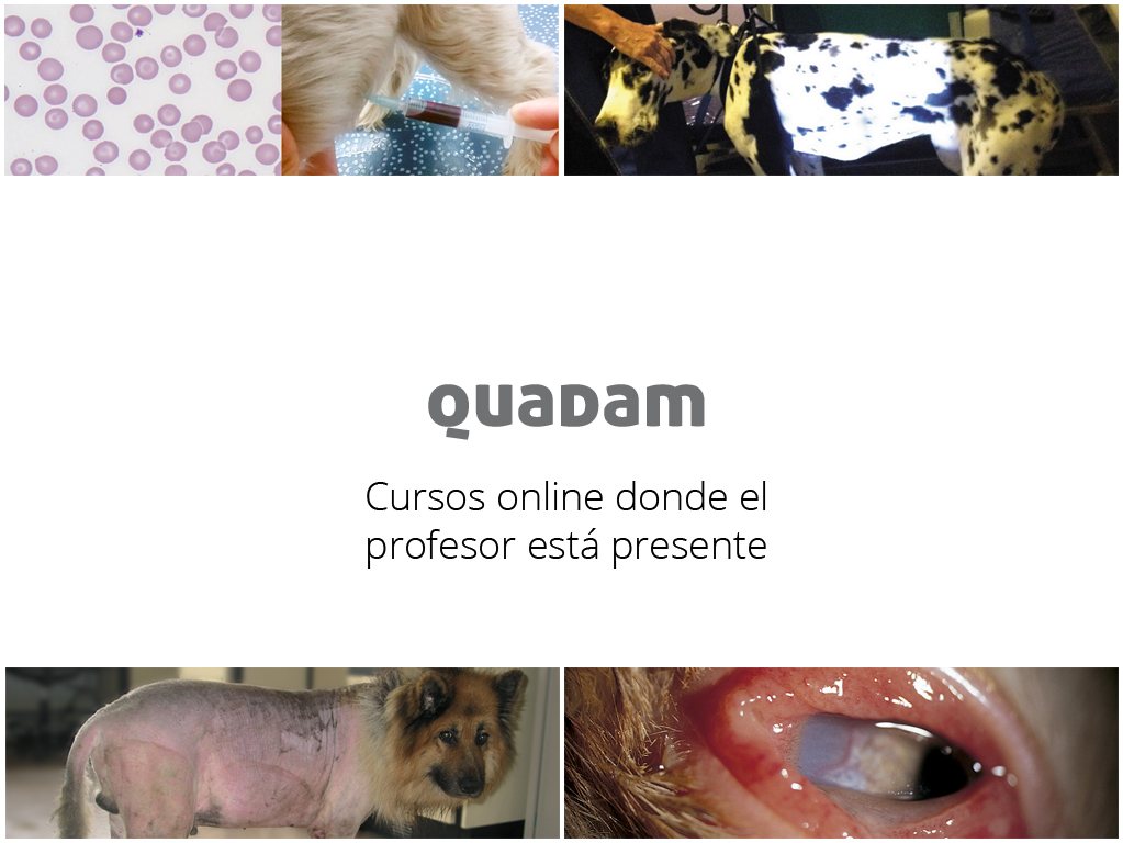 Cursos Quadam